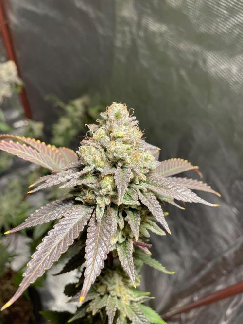 First properly done grow: Failed harvest. Week 16