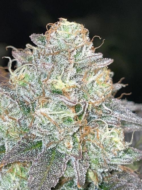 First properly done grow: Failed harvest. Week 16