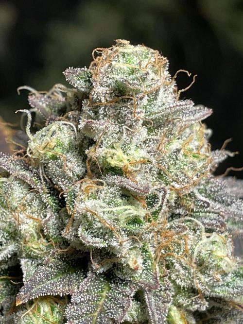 First properly done grow: Failed harvest. Week 16
