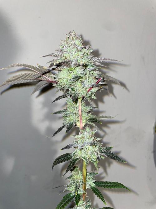 First properly done grow: Failed harvest. Week 16