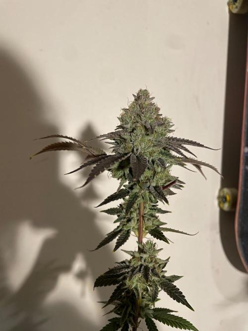 First properly done grow: Failed harvest. Week 16