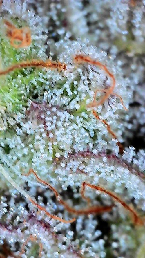 First properly done grow: Failed harvest. Week 16