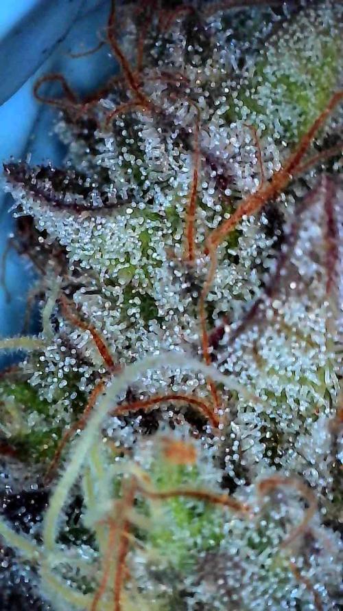 First properly done grow: Failed harvest. Week 16