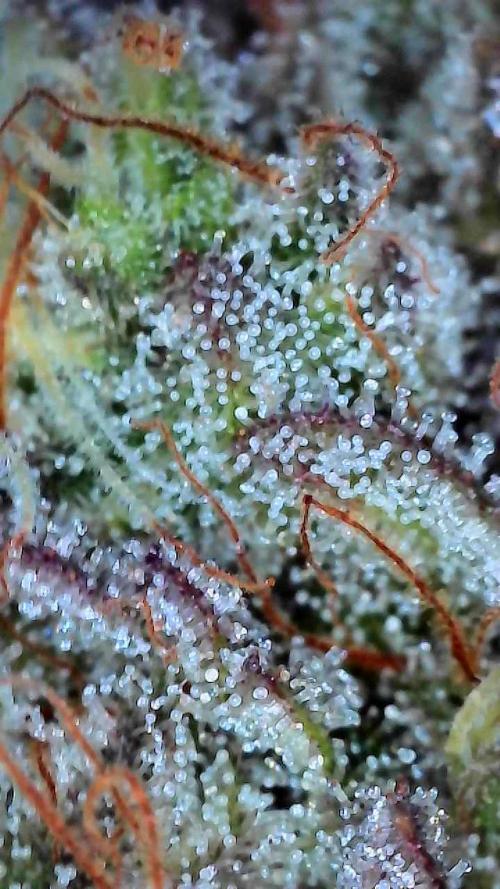 First properly done grow: Failed harvest. Week 16