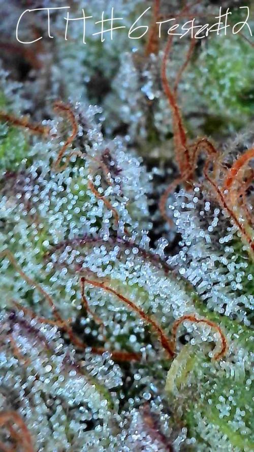 First properly done grow: Failed harvest. Week 16