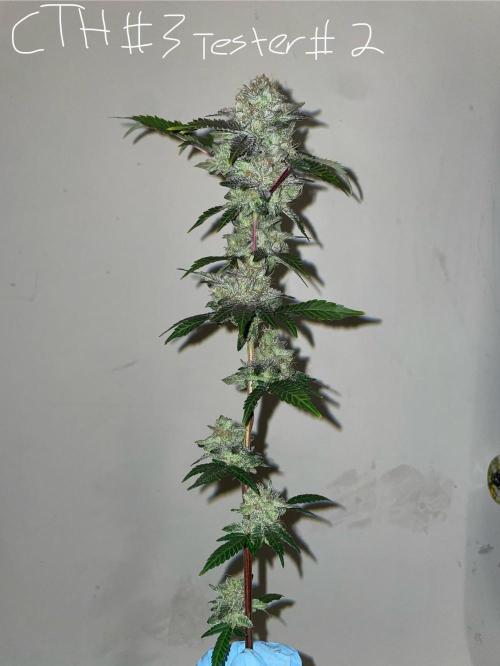 First properly done grow: Failed harvest. Week 16