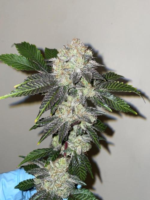 First properly done grow: Failed harvest. Week 16
