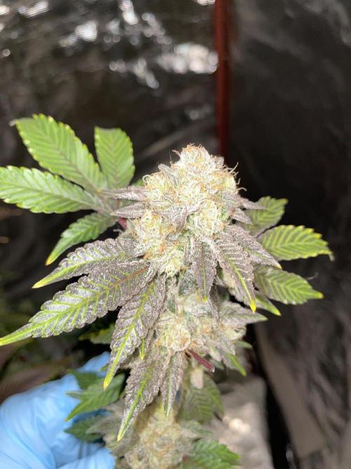 First properly done grow: Failed harvest. Week 16