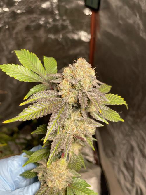 First properly done grow: Failed harvest. Week 16