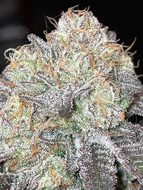 First properly done grow: Failed harvest. Week 16