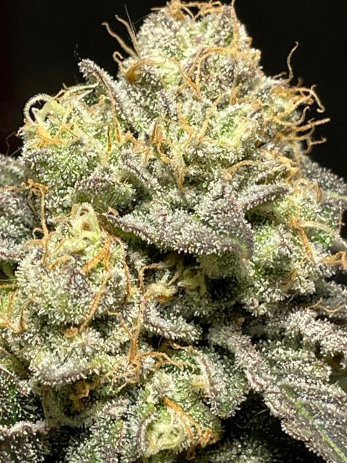 First properly done grow: Failed harvest. Week 16