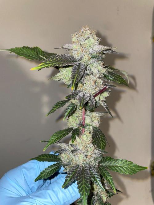 First properly done grow: Failed harvest. Week 16