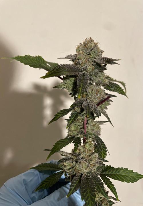 First properly done grow: Failed harvest. Week 16