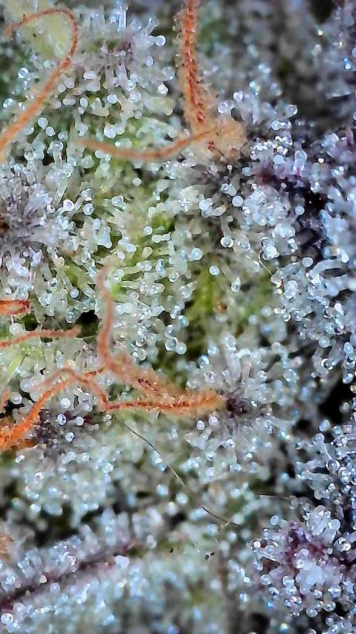 First properly done grow: Failed harvest. Week 16