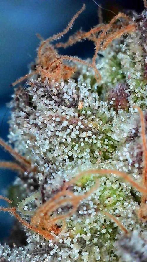 First properly done grow: Failed harvest. Week 16