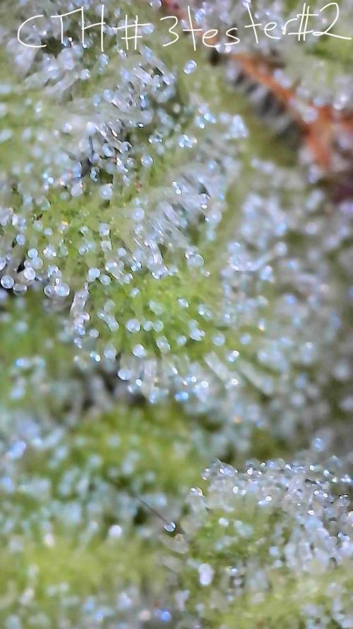 First properly done grow: Failed harvest. Week 16