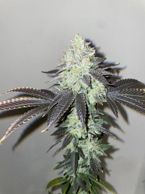First properly done grow: Failed harvest. Week 16