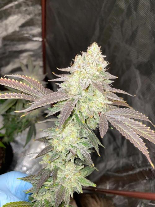 First properly done grow: Failed harvest. Week 16