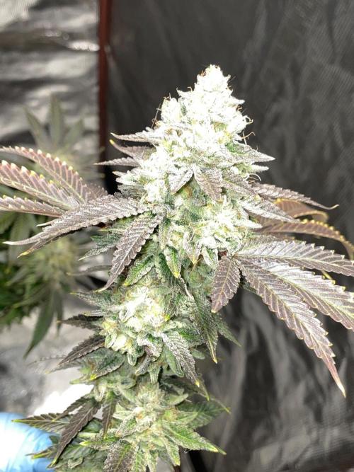 First properly done grow: Failed harvest. Week 16