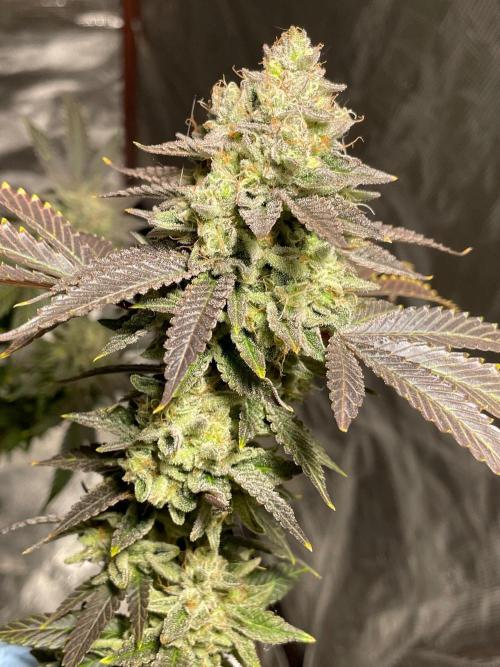 First properly done grow: Failed harvest. Week 16