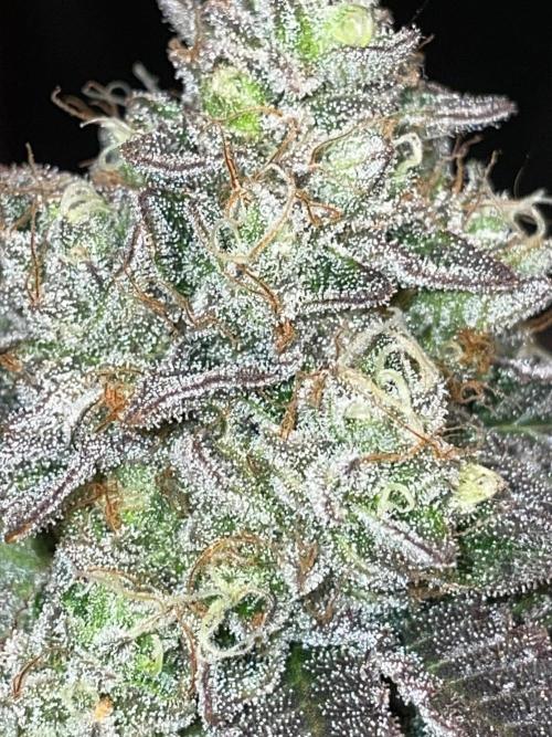 First properly done grow: Failed harvest. Week 16