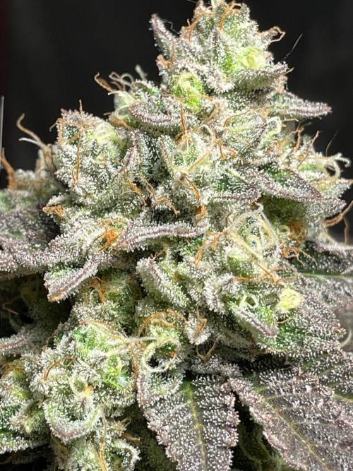 First properly done grow: Failed harvest. Week 16