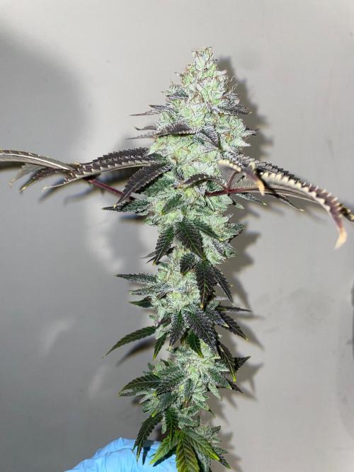 First properly done grow: Failed harvest. Week 16