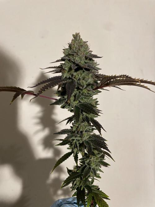 First properly done grow: Failed harvest. Week 16