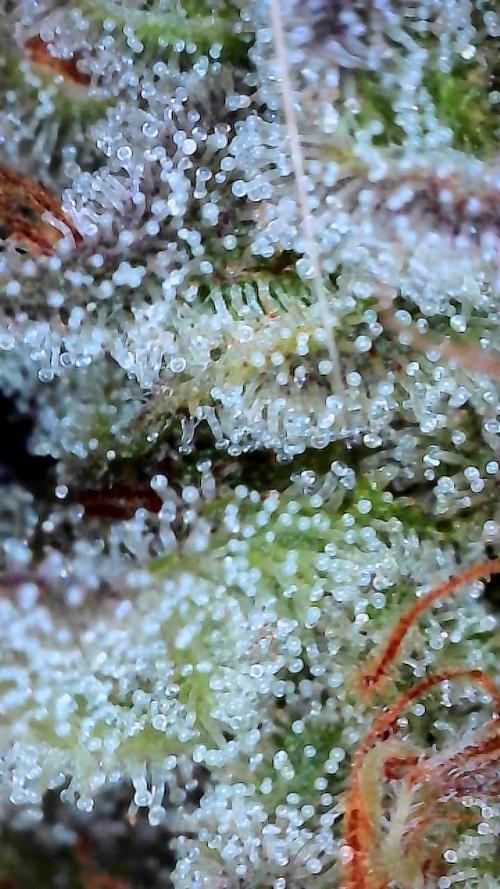 First properly done grow: Failed harvest. Week 16