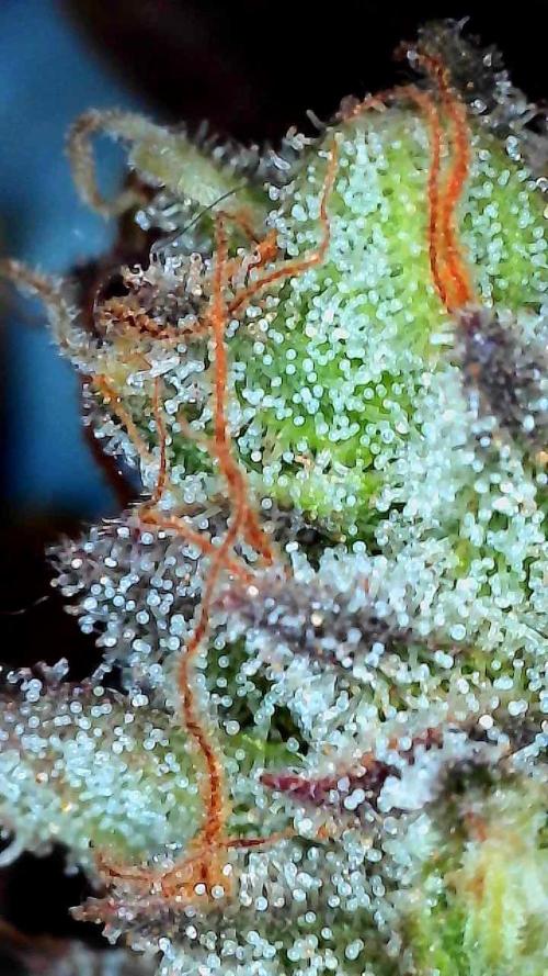 First properly done grow: Failed harvest. Week 16