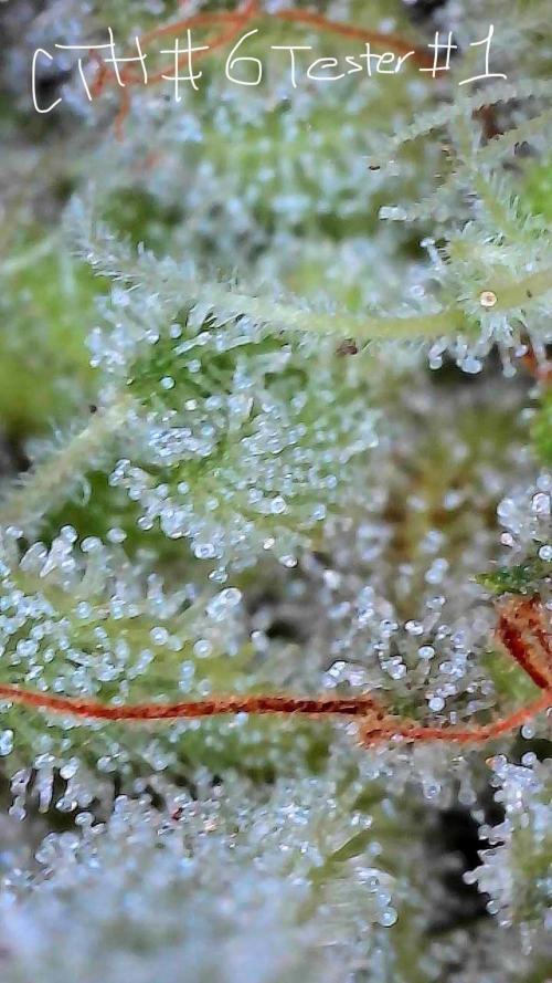 First properly done grow: Failed harvest. Week 16
