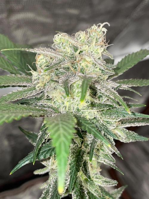 First properly done grow: Failed harvest. Week 16