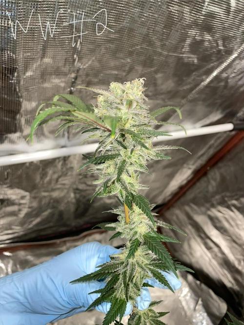 First properly done grow: Failed harvest. Week 16