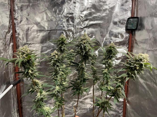 First properly done grow: Failed harvest. Week 16