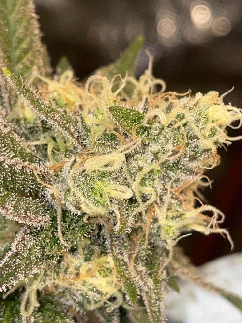 First properly done grow: Failed harvest. Week 16