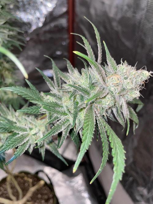 First properly done grow: Failed harvest. Week 16