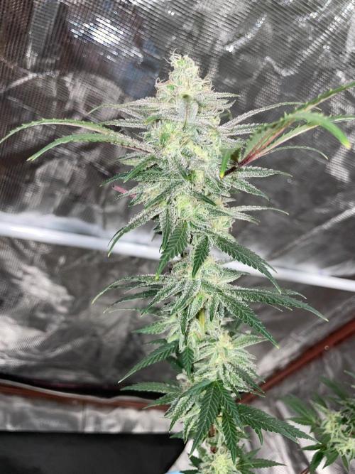First properly done grow: Failed harvest. Week 16