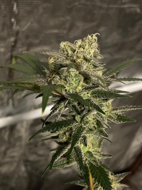 First properly done grow: Failed harvest. Week 16