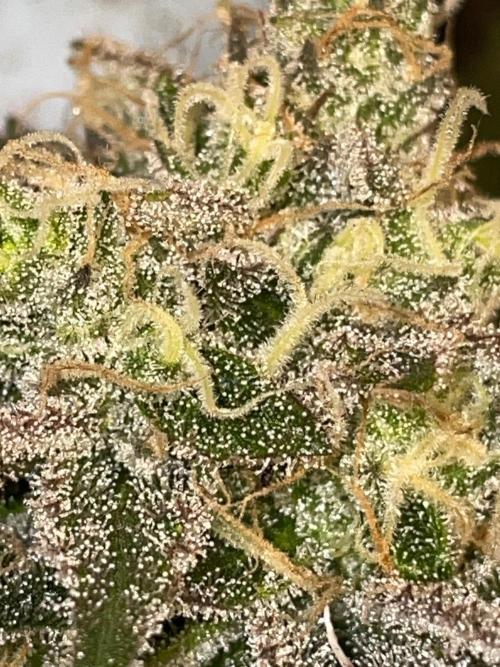 First properly done grow: Failed harvest. Week 16