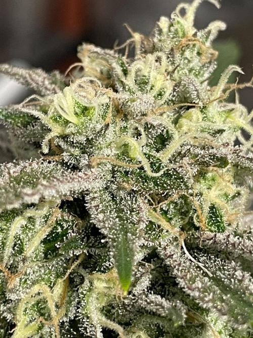 First properly done grow: Failed harvest. Week 16