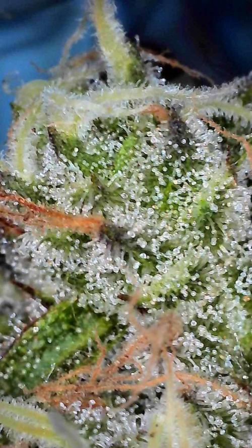 First properly done grow: Failed harvest. Week 16