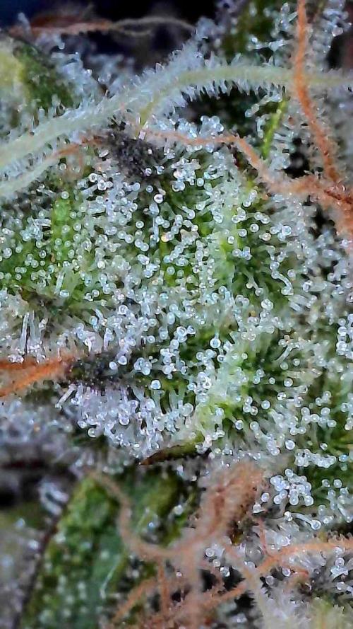 First properly done grow: Failed harvest. Week 16