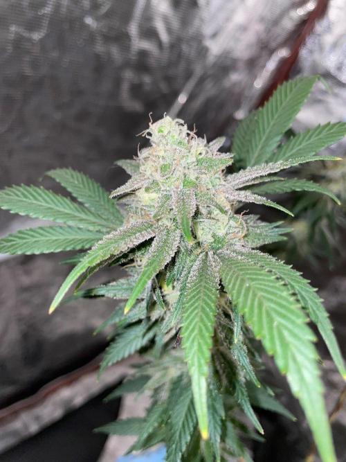 First properly done grow: Failed harvest. Week 16