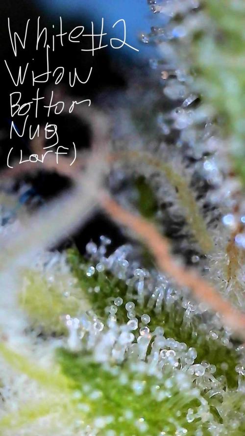 First properly done grow: Failed harvest. Week 16