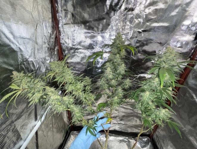 First properly done grow: Failed harvest. Week 16