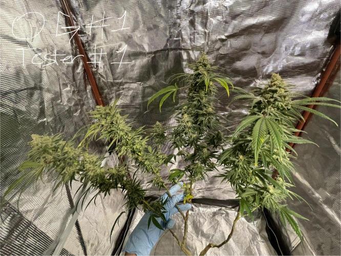 First properly done grow: Failed harvest. Week 16
