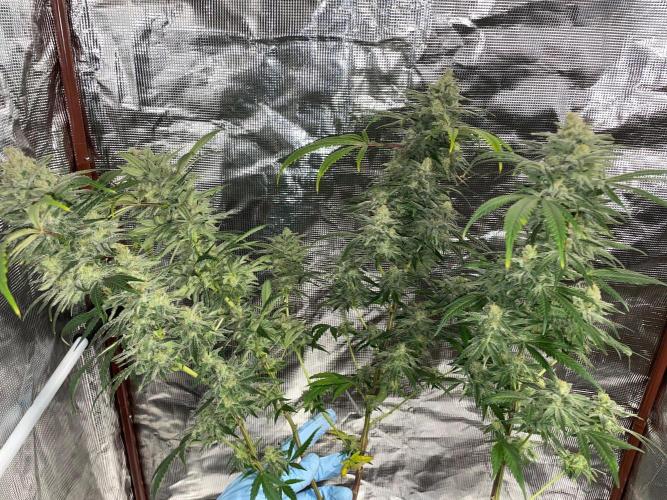 First properly done grow: Failed harvest. Week 16