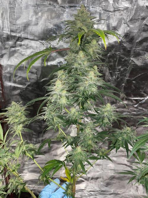 First properly done grow: Failed harvest. Week 16