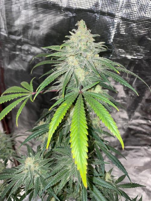 First properly done grow: Failed harvest. Week 16