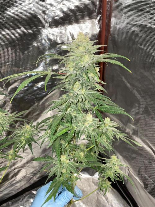 First properly done grow: Failed harvest. Week 16